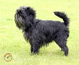 Affenpinscher 9Y029D-011